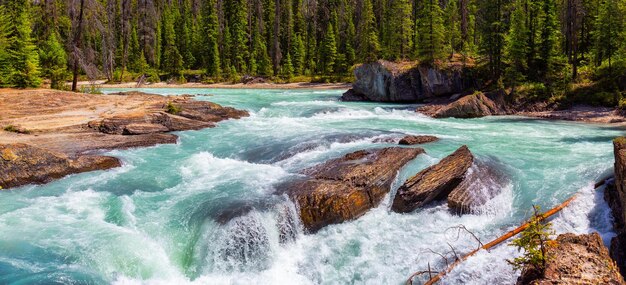 River running down the canyon with green trees in forest and rocks