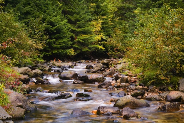 Photo a river runs through a forest with rocks and trees