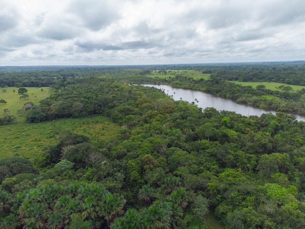 a river runs through the jungle surrounded by trees and shrubs