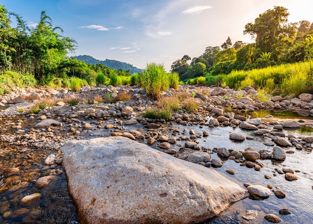 River stone and tree, View water river tree, Stone river and tree leaf in forest