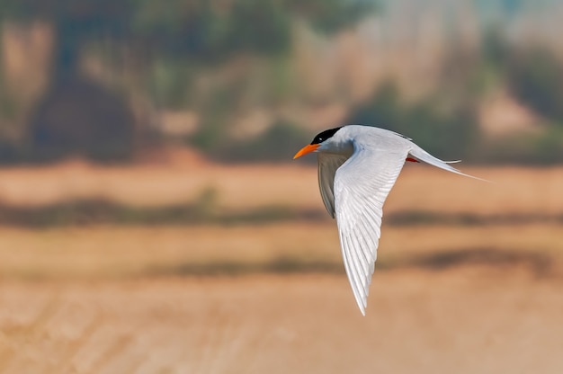 A river tern in flight in golden light