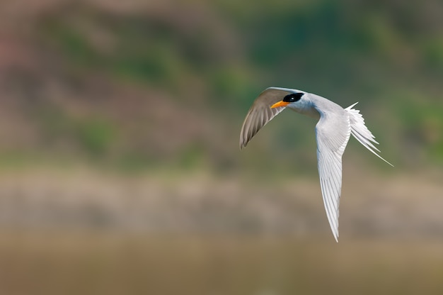 A river tern flying against smooth