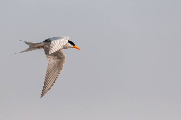 A river tern flying in bald sky