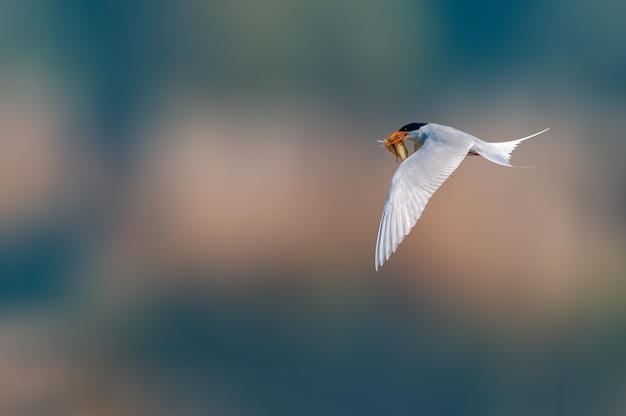 A river tern flying with fish catch