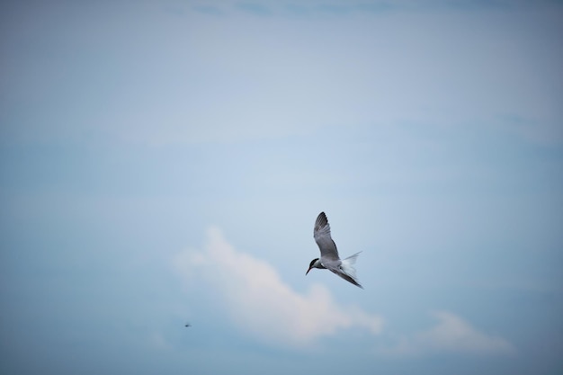 River tern hovers in air against sky