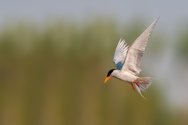 A river tern watching downward during flight