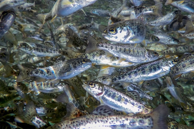 River Trout swim underwater, Trout underwater scene, Trout farm