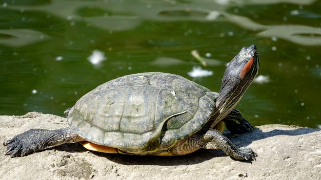 River turtle closeup