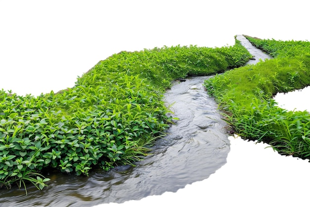 a river with moss growing on it