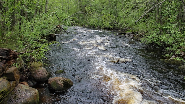 Photo a river with rapids flowing in the wake of a wild forest republic of karelia russia