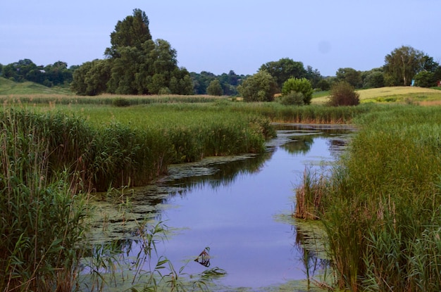 River with reeds in the evening