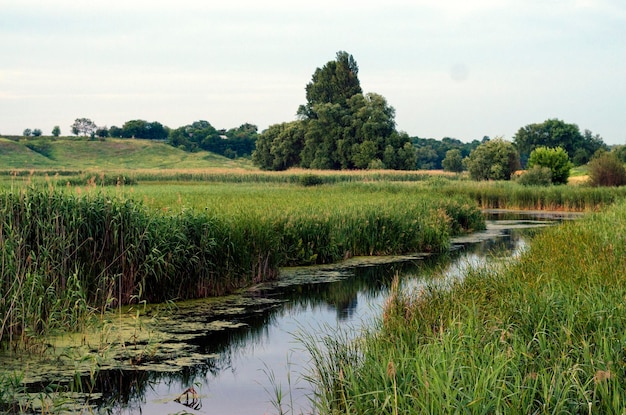 River with reeds in the evening