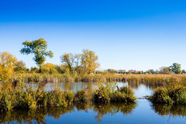 River with thickets of cane and trees under the blue sky