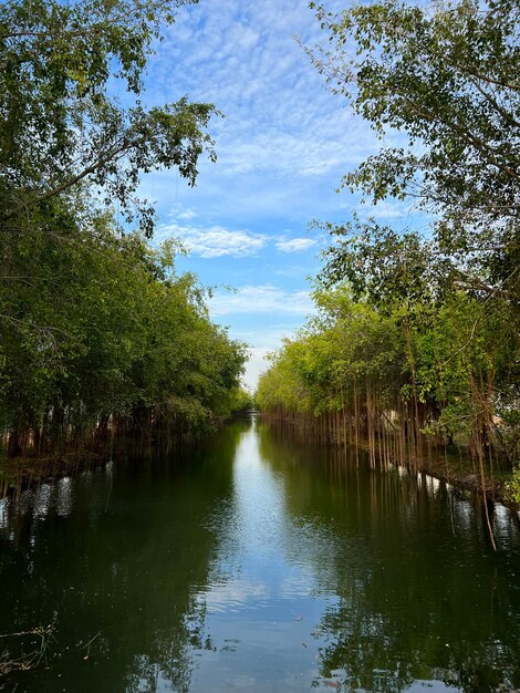 Photo a river with trees and water in the middle