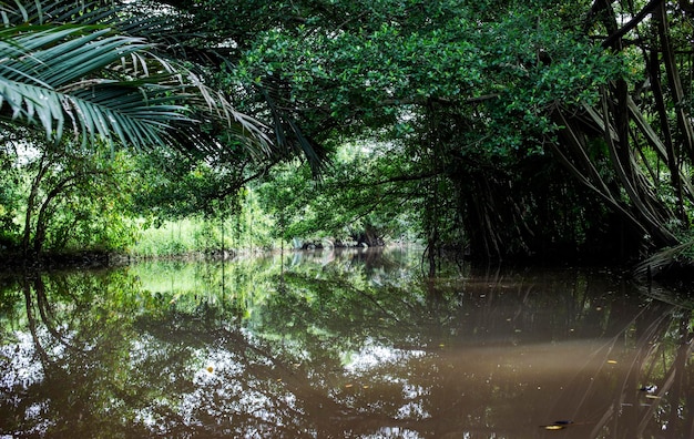 Riverside at the countryside of asian Thailand on nature