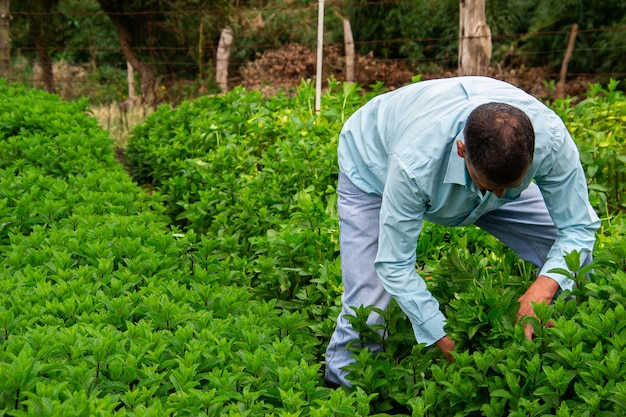 rmint harvest process male farmer harvesting rmint with Weeding Sickle tool