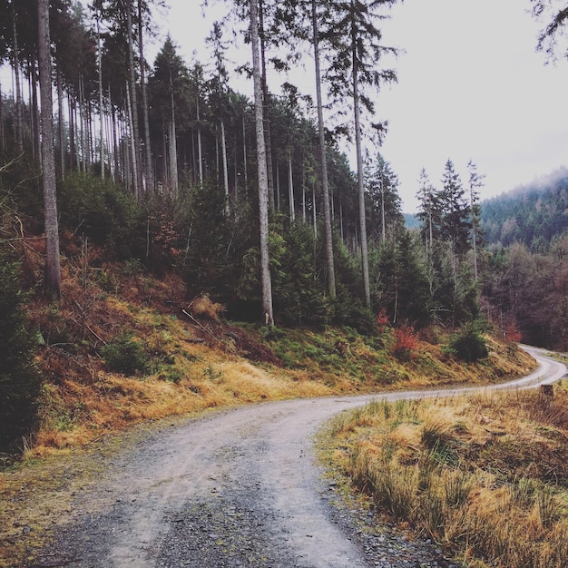 Photo road amidst trees in forest against sky