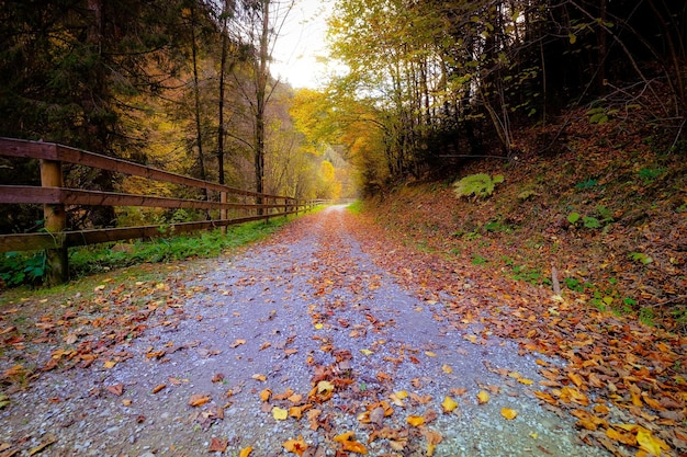 Photo road amidst trees in forest during autumn