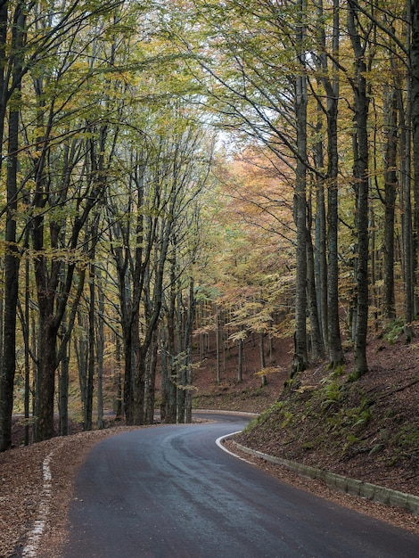 Photo road amidst trees in forest