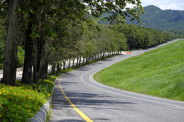 Road amidst trees and plants