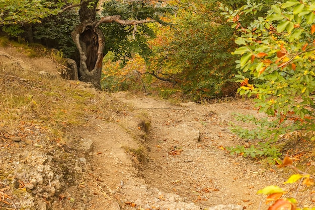 The road in the autumn forest in the Demerdzhi area