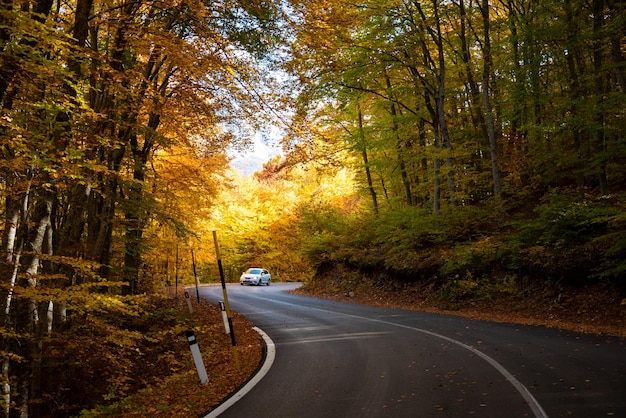 Road in autumn forest with colorful trees and plants seasonal landscape