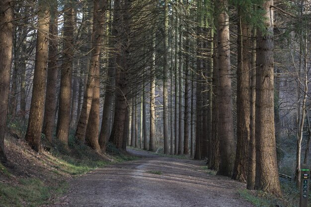 Road in autumn forest