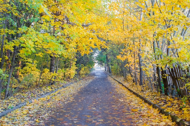 Road to the autumn forest