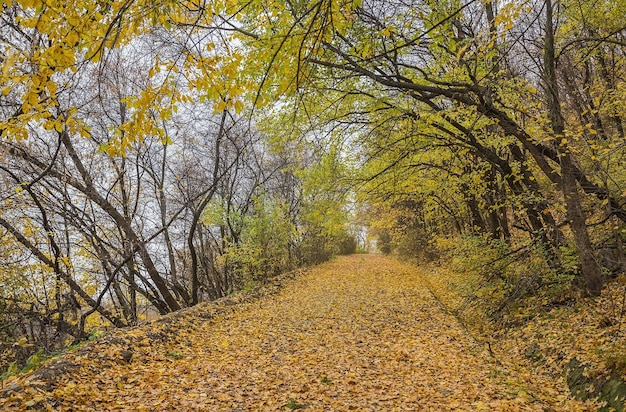 Road in autumn park with golden leaves