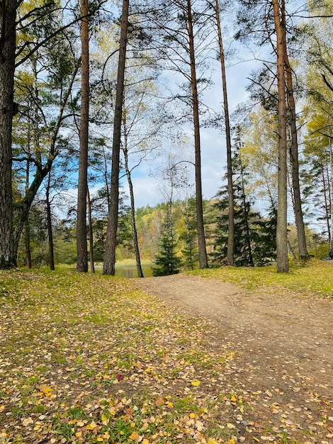 Road in the autumn pine forest