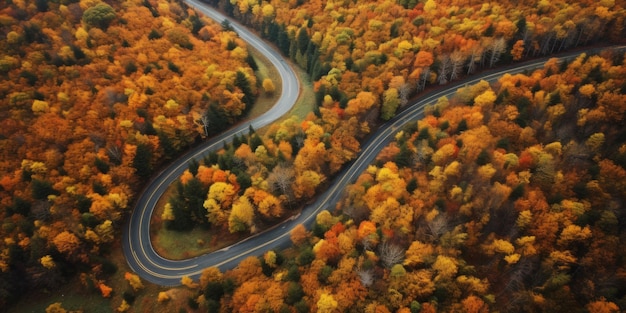 road in autumn top view Generative AI