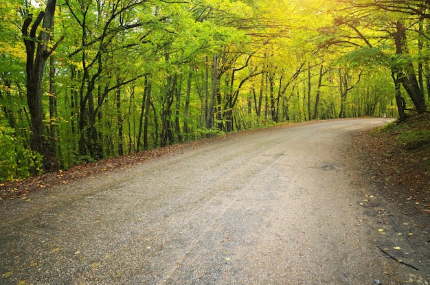 Road in autumn wood