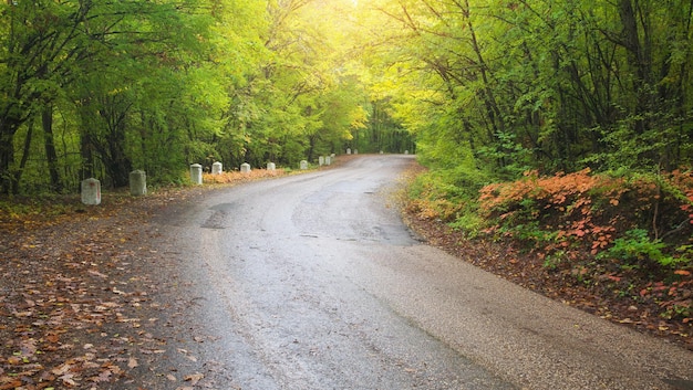 Road in autumn wood