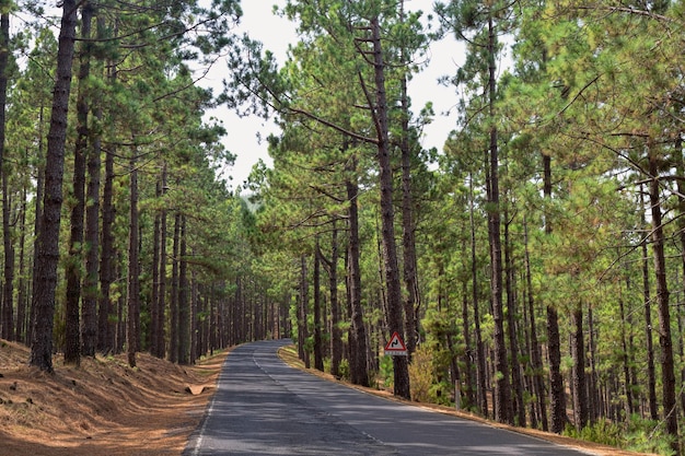 Road in coniferous forest