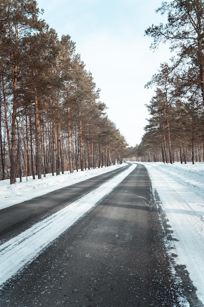 A road among coniferous trees