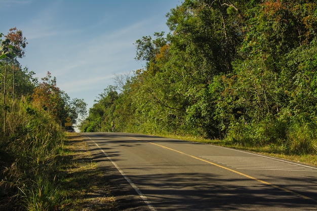 Road cut through the forest