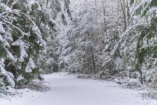 The road in the dense forest is covered with snow