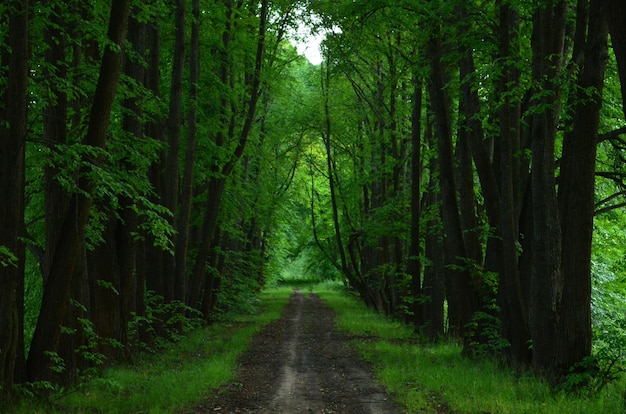 Road in the forest Green alley Rich green background Summer landscape