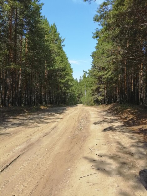 The road in the forest Natural environment Wild nature Trail