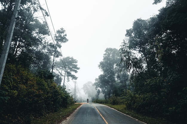 Road in the forest rainy season nature trees and fog travel