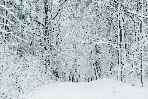 Road in a forest on a winter day