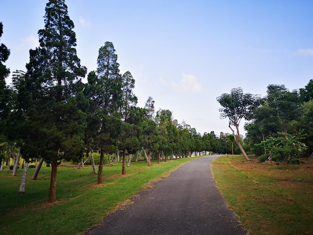 Road in the garden and trees at chiang rai Thailand