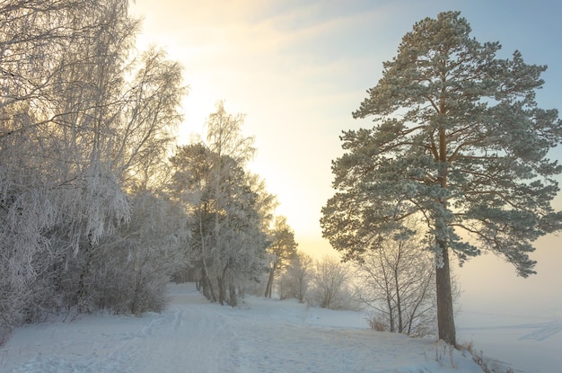 The road goes through a winter forest among pine trees.