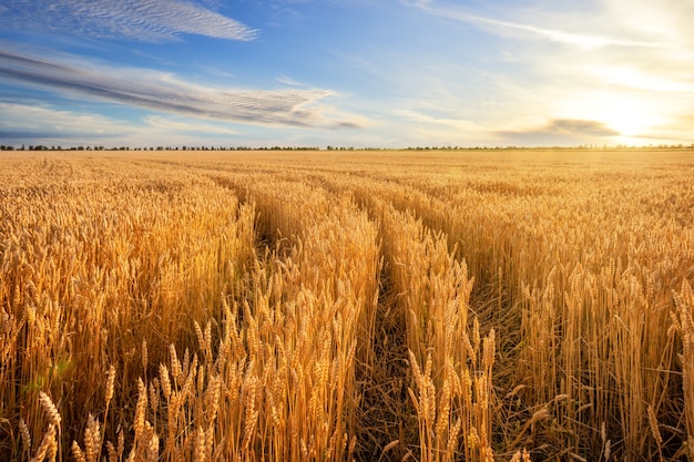 Road among golden ears of wheat in field under blue sky