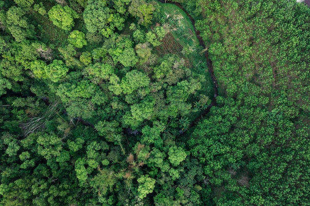 Road and green trees from above in the summer forestforest road