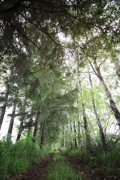 Road ground forest tree