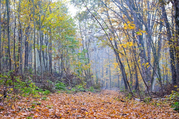 The road is covered with dry leaves, in the autumn forest_