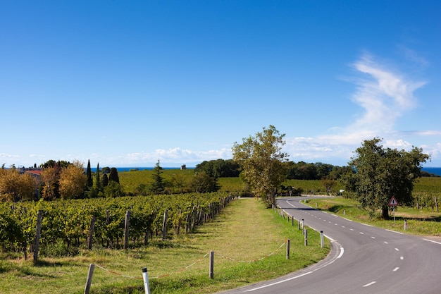 Road next to the Istrian vineyard Slovenia