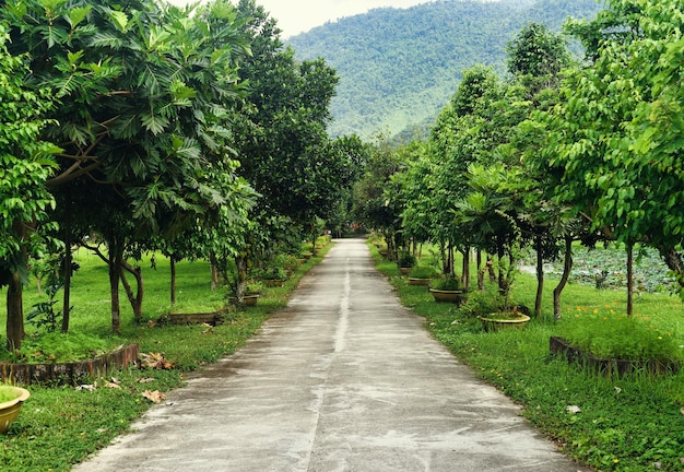 Road to the jungle in Vietnam