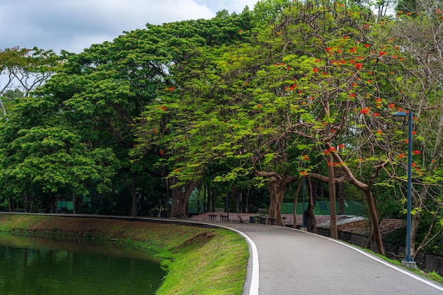 Road landscape view and tropical red flowers Royal Poinciana in Ang Kaew Chiang Mai University Forested Mountain blue sky background with white clouds, Nature Road in mountain forest.